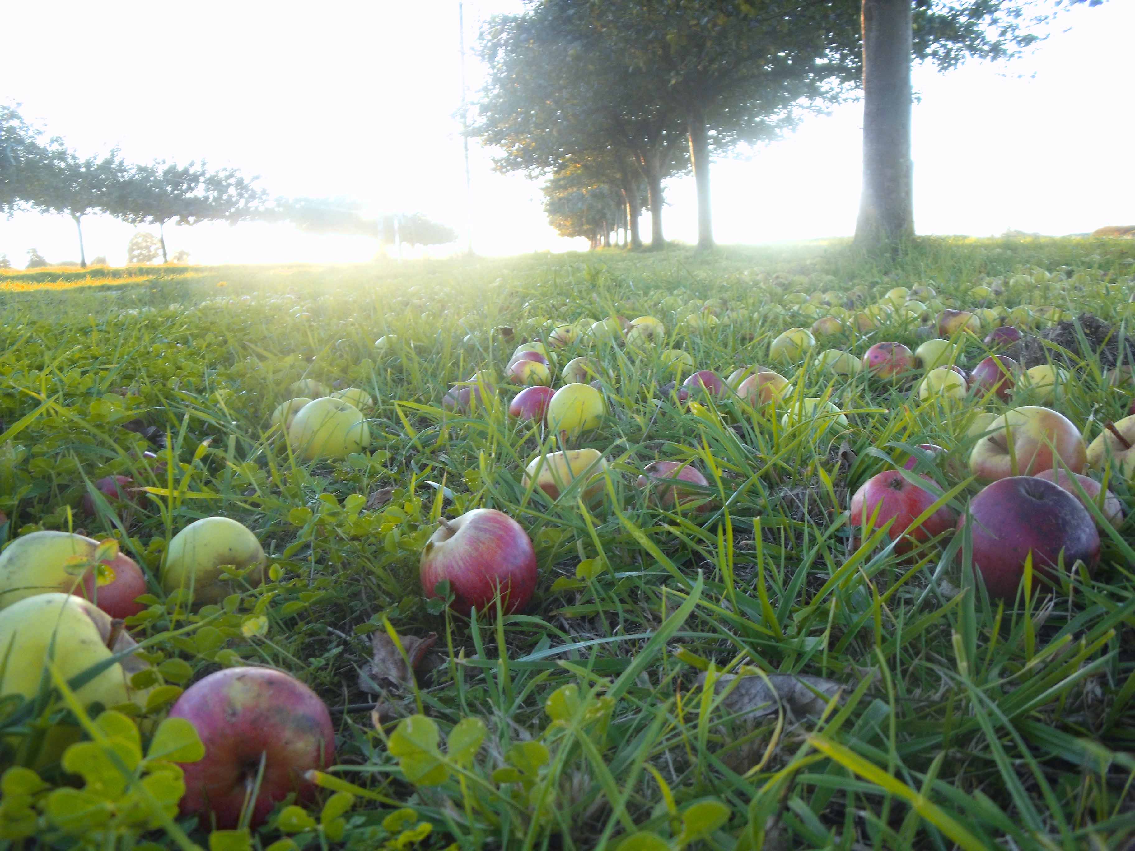 pommes